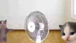 fan.mp4