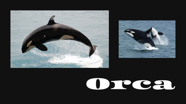 Orca