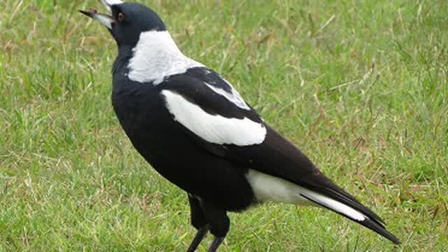 Australian magpie singing🐦