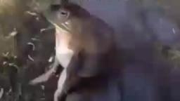 nigga frog