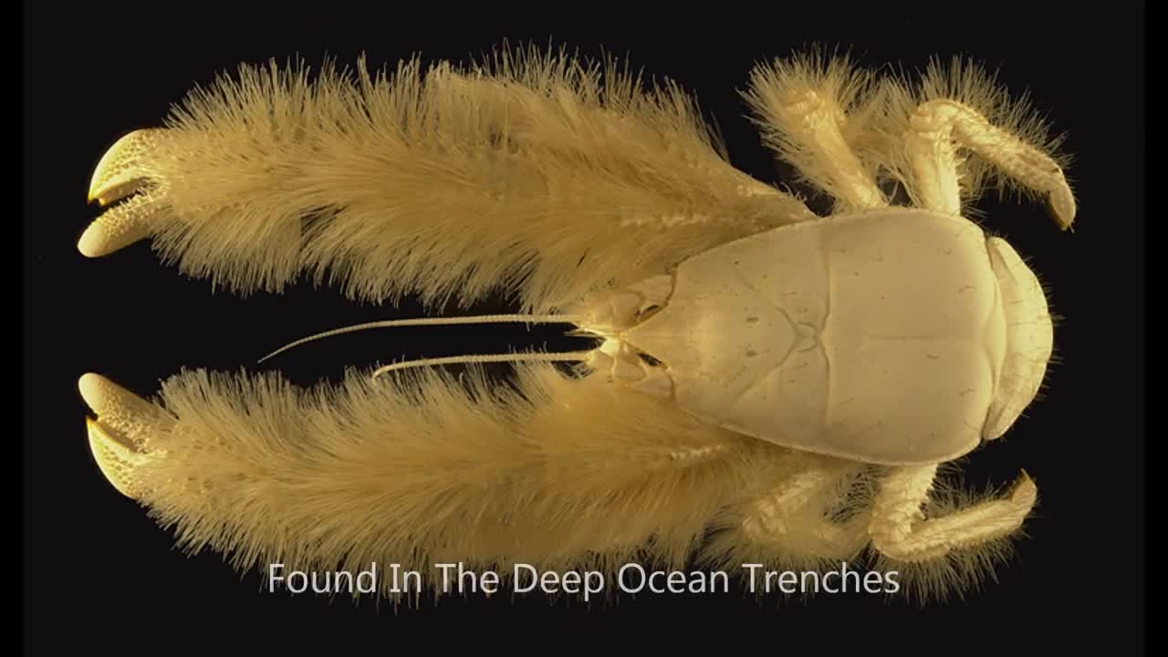 The Yeti Crab