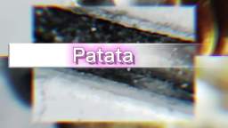 Patata