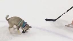 dog hockey