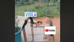 Vidlii fucks Susan Wojcicki Youtube