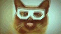 Caturday #6: 99.9% more GIFs!