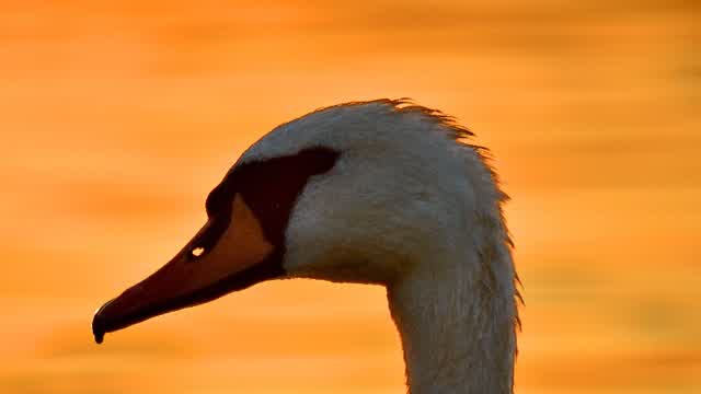 Camille Saint-Saëns 🎻 Le cygne