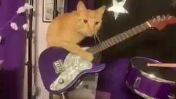 cat band