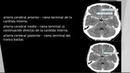 Las características del sistema nervioso central