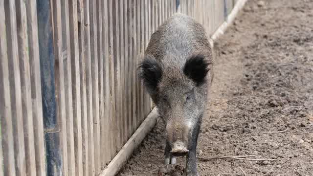 Wild boars in the city.