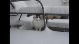 cat in snow