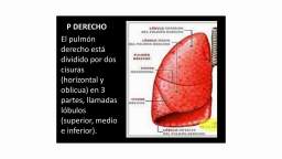 TORAX MEDIASTINO PULMON- CORAZON