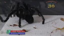 Japanese Bug Fights: Deathstalker vs. Thailand Black Tarantula (S01E17)