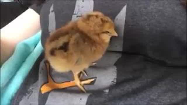 Chick Falling Asleep