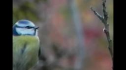 great tit and bluetit Kohl- und Blaumeise