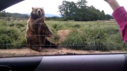 Polite Bear Waves Hello