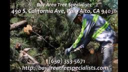 Tree Removal Palo Alto - Bay Area Tree Specialists (650) 353-5671