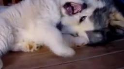 alaskan malamutes playing