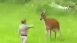 Deer beats up a toddler tw:// shocking