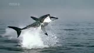 The Great White Shark