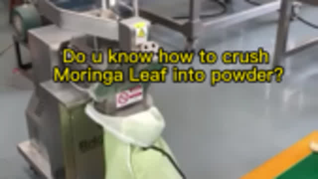 Do u know how to crush Moringa Leaf into powder by moringa leaf grinder?