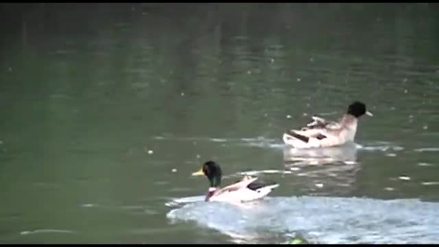 a day in the life of Canadian Geese and Mallard Ducks