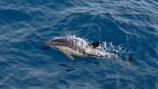 Dolphin. View from above.