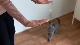 Incredible Agility & Grace of Russian Blue Cat