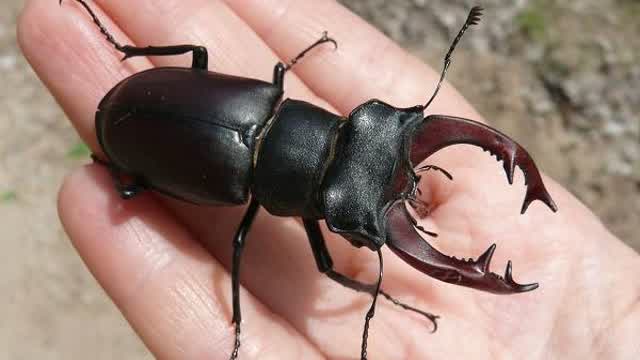 Deer beetle flight.