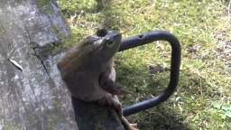 A frog sitting on a bench like a human