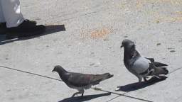 Pidgeon Rape Imminent