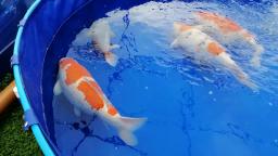 Grand and jumbo share a vat again - BKKS National Koi Show 2019