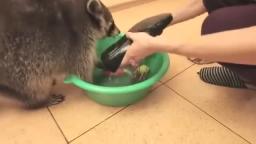 Raccoon plays with water