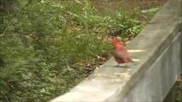 A FEMALE CARDINAL