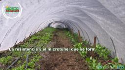 Como proteger a mí cultivo de las heladas. Manta térmica INVERNAVELO®