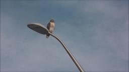 RED TAILED HAWK ON PARKING LOT LIGHT