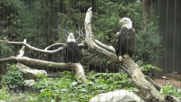 BALD EAGLES AND OTHER BIRDS OF PREY