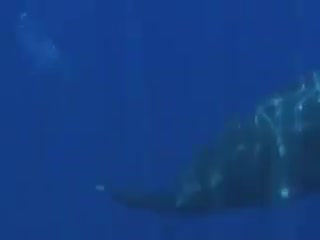 Whale fart