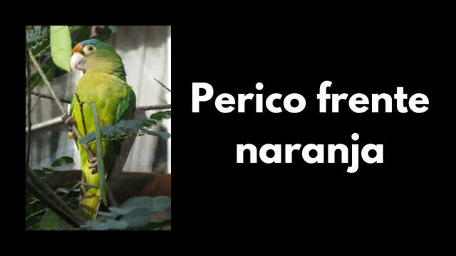 Todo lo que necesitas sobre el perico frente naranja