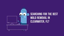 Professional Mold Removal and Remediation in Clearwater FL