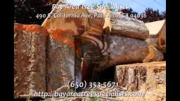 Tree Trimming Palo Alto - Bay Area Tree Specialists (650) 353-5671