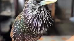 Otherworldly song of a bird!