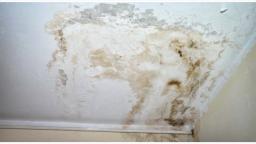 Call Us Today For Mold Removal Miami - We'll Save Your Home From Mold