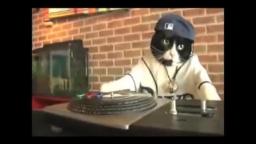 DJ Kitty