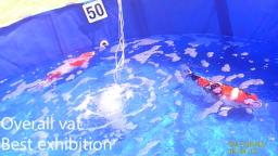 Vat of the show?  This is vat of the decade - BKKS National Koi Show 2018