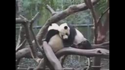 Pandas at the San Diego Zoo